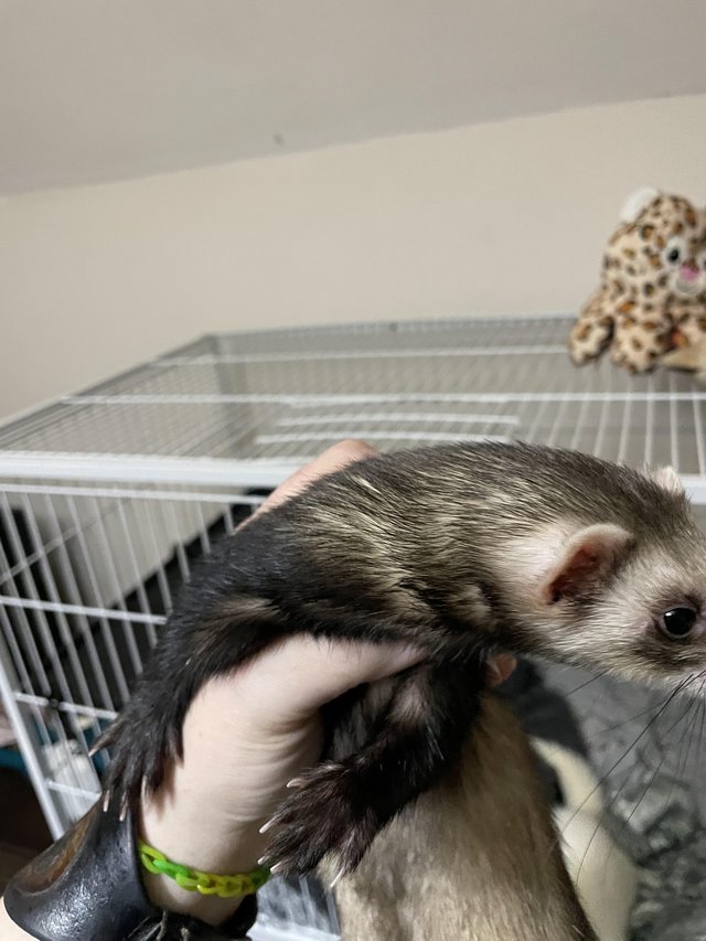 Preview of the first image of 2 female ferrets for sale.