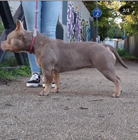 Abkc registered 2 year old blue tri american bully pocket