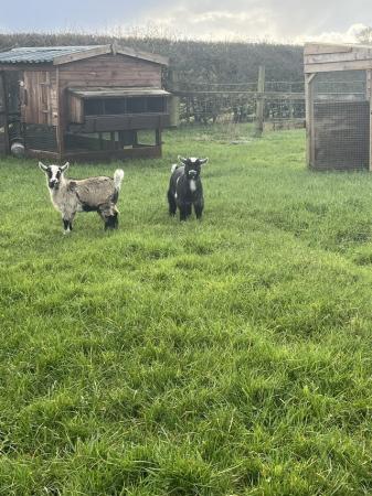 Image 2 of Pygmy goats ready to go in one week