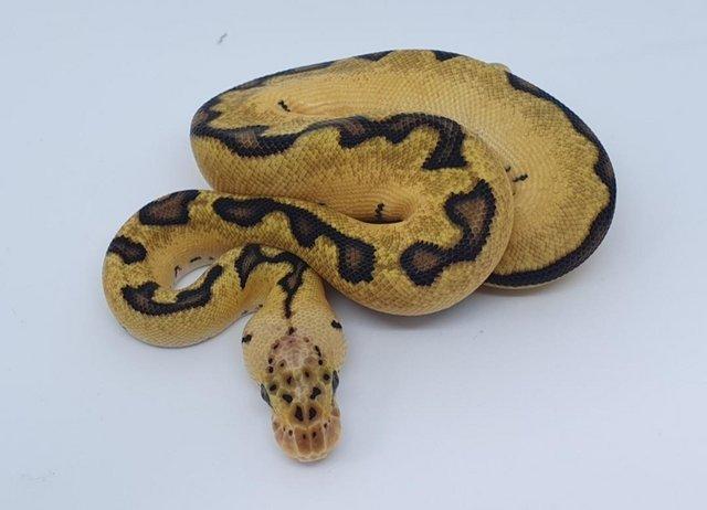Preview of the first image of Pastel Enchi Clown Female royal python.