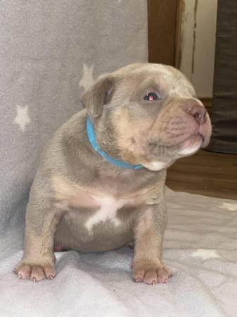 Image 4 of Pocket bully puppies for sale abkc registered