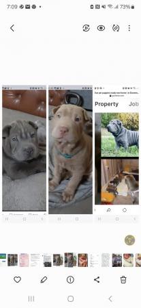 Image 5 of Sharpei puppys  for sale