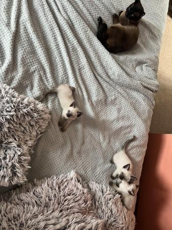 Image 12 of Siamese kittens,ready now only 3 boys 1 girl left