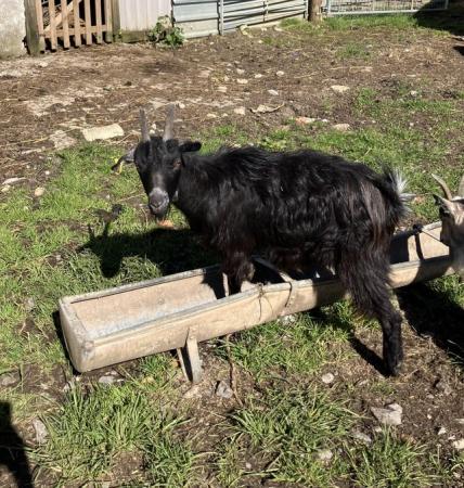 Image 1 of Two Pygmy nanny goats for sale