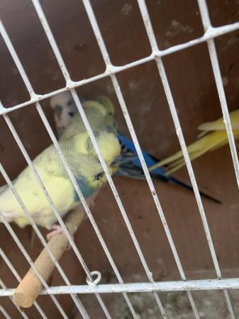 Image 4 of Gorgeous baby/adult budgies for sale