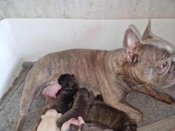 Image 3 of French bulldog pups READY now