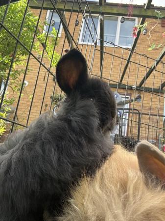 Image 9 of 2 rabbit / bunnies for sale mini lops