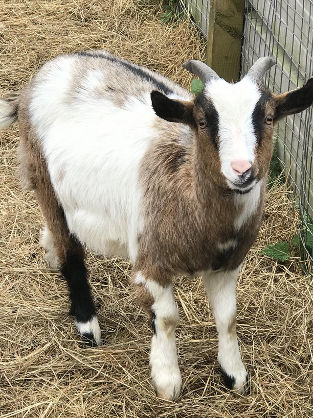 Preview of the first image of Dwarf wether (castrated) goats x 2 WAD type.