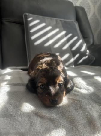 Image 8 of Dorkies ( dachshund/yorkshire terrier) ready now