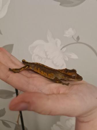 Image 5 of Partial Pin Harley Crested Gecko