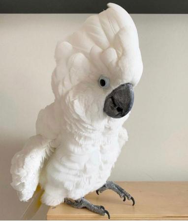 Image 1 of Tame Baby Umbrella Cockatoo