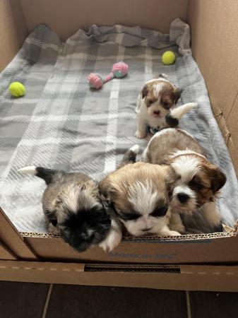 Image 6 of Beautiful Teddy Bear puppies 2 Boys and 2 Girls