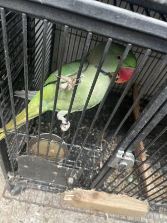 Image 2 of 2yr old Alexander parrot