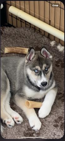 Image 7 of Kennelclub registered Siberian husky puppies