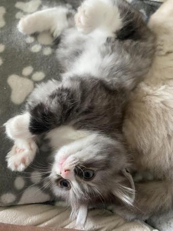 Image 10 of Last one now available Ragdoll x Persian kittens