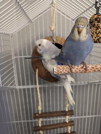 Image 3 of 2 Blue and white budgies