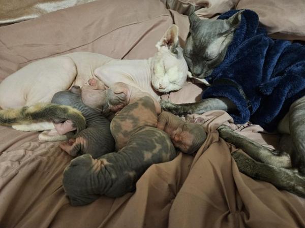 Image 1 of Sphynx kittens for sale