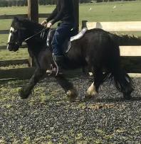 Image 1 of Laddie 12 hh fell x 4 year old gelding