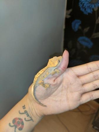 Image 6 of baby crested Geckos for sale..