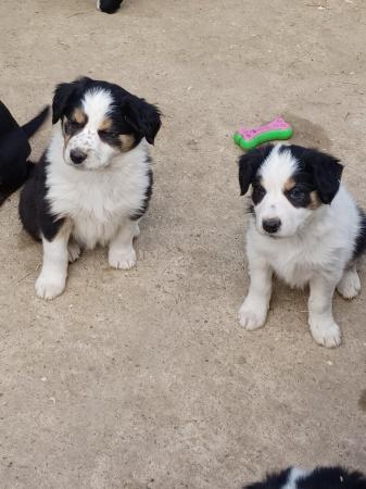 Image 9 of Border collie puppies farm reared