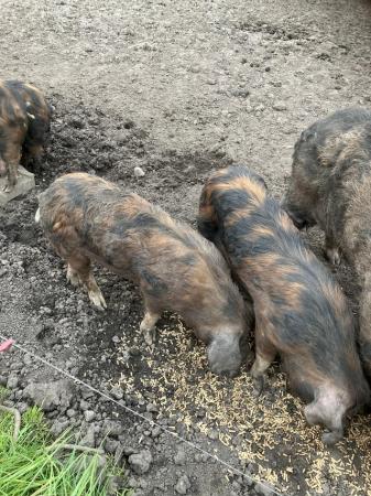 Image 3 of OSB Oxford Sandy & Black pigs