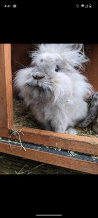 Image 8 of Lionhead rabbits for sale Mixed