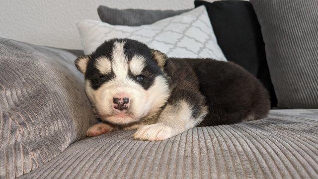 Image 4 of Siberian husky puppy for sale