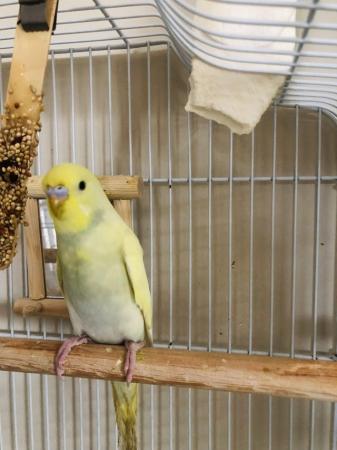 Image 5 of 3 month old Yellow Budgie