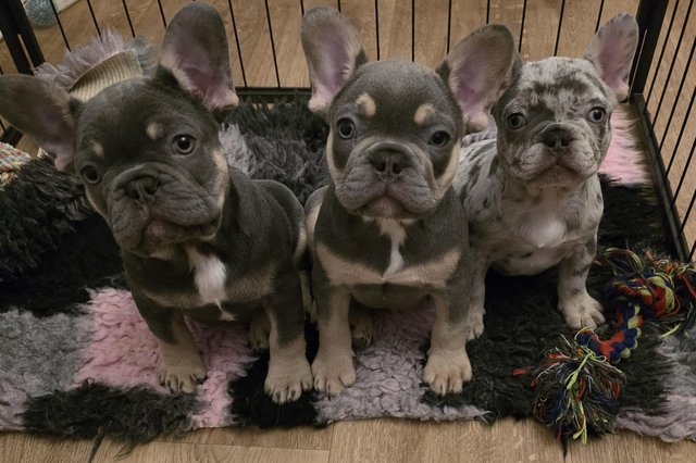 Image 9 of Ready to leaveKC French Bulldog puppies
