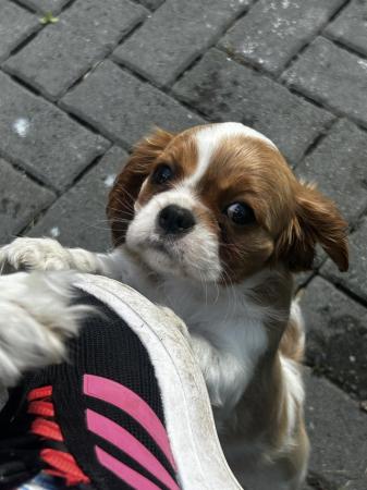 Image 10 of Cavalier King Charles spanielsReady Now !!!
