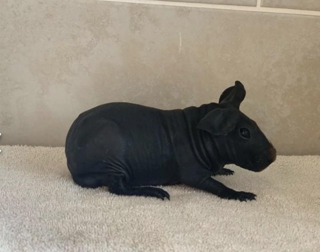 Preview of the first image of Baby skinny pigs for sale.