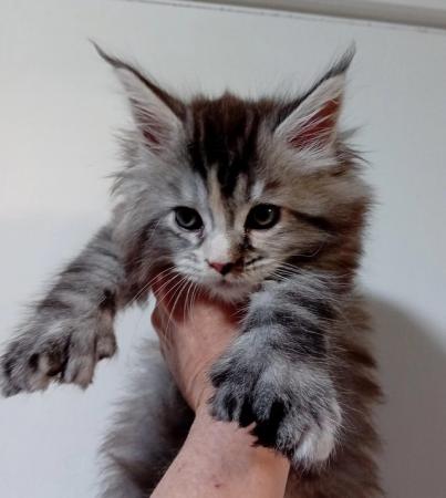 Image 3 of Stunning polydactyl maine coon girls