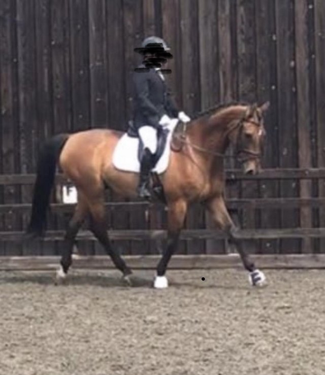 Beautiful gelding for loan