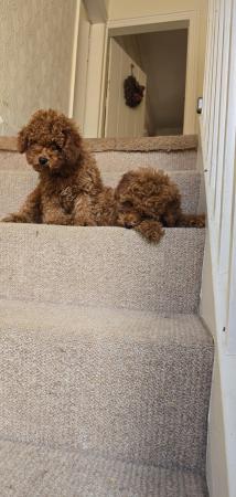 Image 11 of Super Tiny Pedigree Toy Poodles Puppies