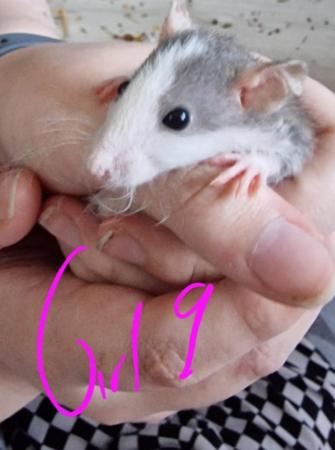Image 30 of Friendly Female Rat Babies