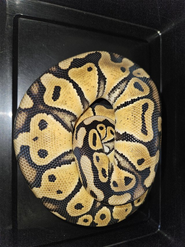 Preview of the first image of Pastel het Clown Female juvenile.