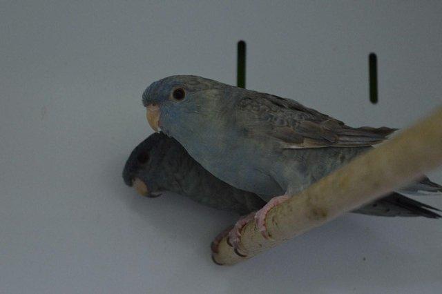 Image 2 of Various Parakeets for sale at Animaltastic