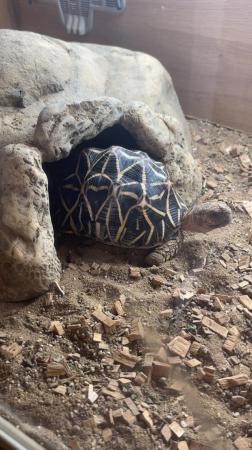 Image 2 of ?? Beautiful 7-Year-Old Indian Star Tortoise for Sale! ??