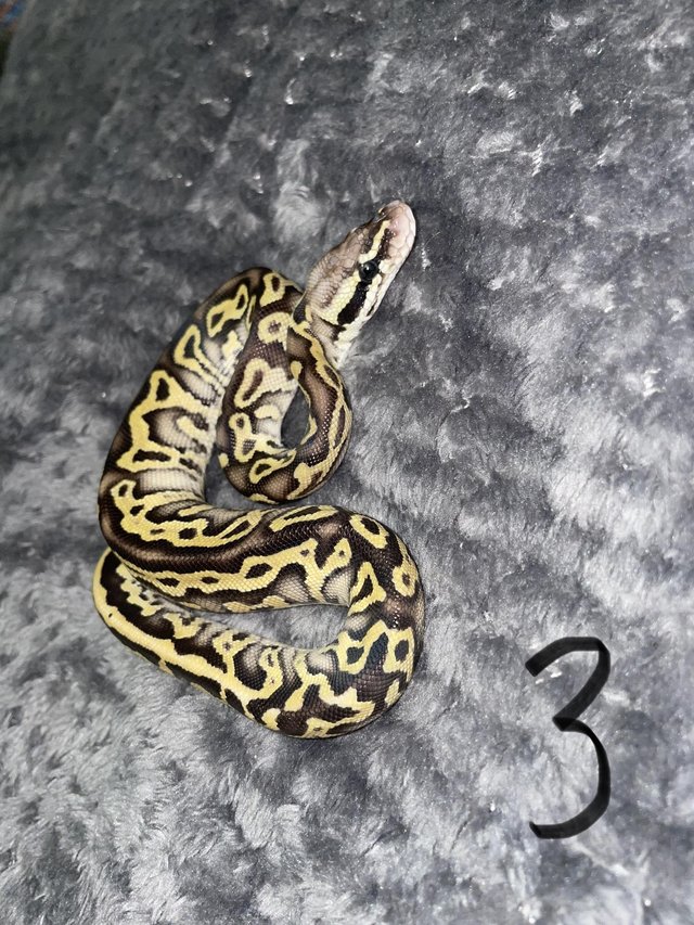 Preview of the first image of Lesser leopard pastel ball python.