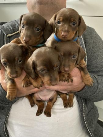 Image 6 of Miniature Dachshund puppies