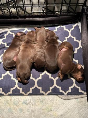 Image 10 of 3 Chocolate & Tan Mini dachshunds