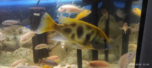 Image 3 of African cichlids tropical fish