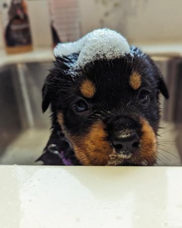 Image 6 of Chunky Rottweiler puppies