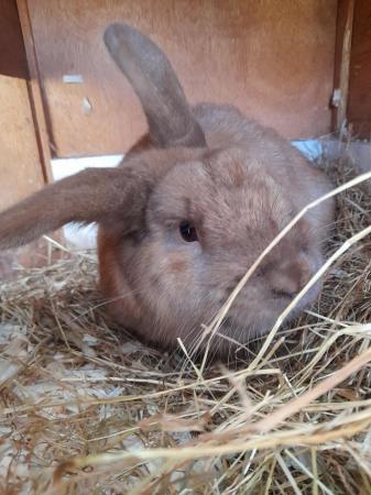Image 2 of Dwarf Lop Rabbit for sale