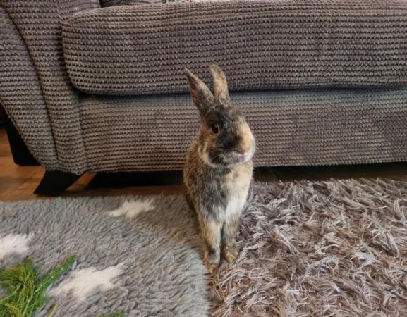 Image 3 of Experienced, Loving Bunny Forever Home Wanted