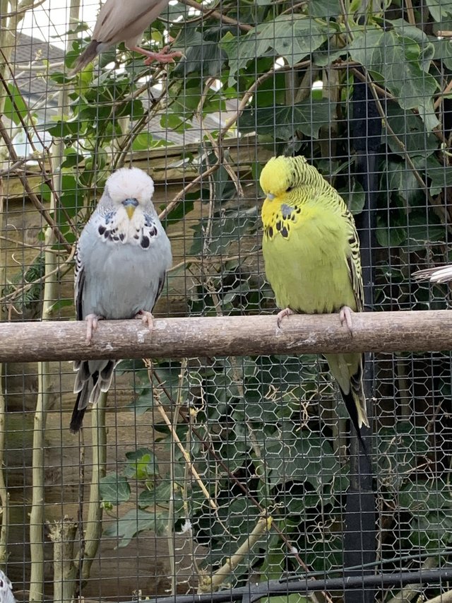 Preview of the first image of Exhibition budgies for sale.