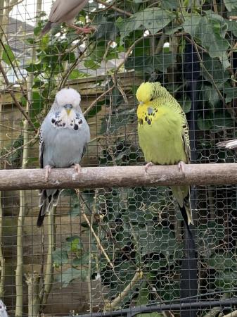 Image 1 of Exhibition budgies for sale