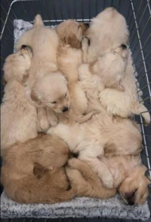 Image 6 of *Ready now* Golden retriever puppies *