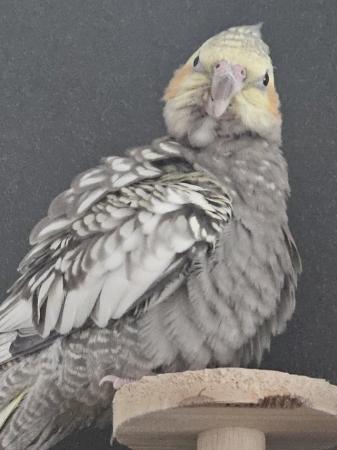 Image 4 of Beautiful male pearl cockatiel for sale