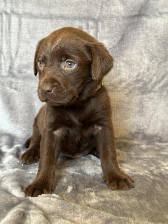 Image 3 of *SOLD*KC Registered Chocolate Labrador Retriever puppies